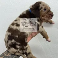 Blue Collar Male , a male Catahoula Leopard Dog for sale in Orangeburg, SC – Photo 2 of 3