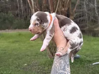 Orange collar male , a male Catahoula Leopard Dog for sale in Orangeburg, SC – Photo 3 of 5