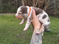 Orange collar male , a male Catahoula Leopard Dog for sale in Orangeburg, SC – Photo 4 of 5