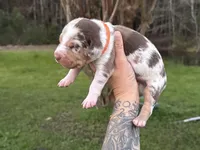 Orange collar male , a male Catahoula Leopard Dog for sale in Orangeburg, SC – Photo 1 of 5