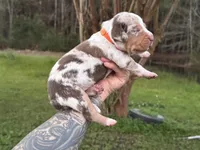 Orange collar male , a male Catahoula Leopard Dog for sale in Orangeburg, SC – Photo 5 of 5