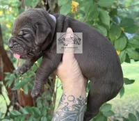 Lavender Collar Female, a female Catahoula Leopard Dog for sale in Orangeburg, SC – 3 of 9