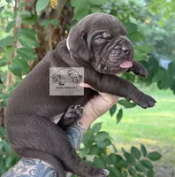 Lavender Collar Female, a female Catahoula Leopard Dog for sale in Orangeburg, SC – 8 of 9