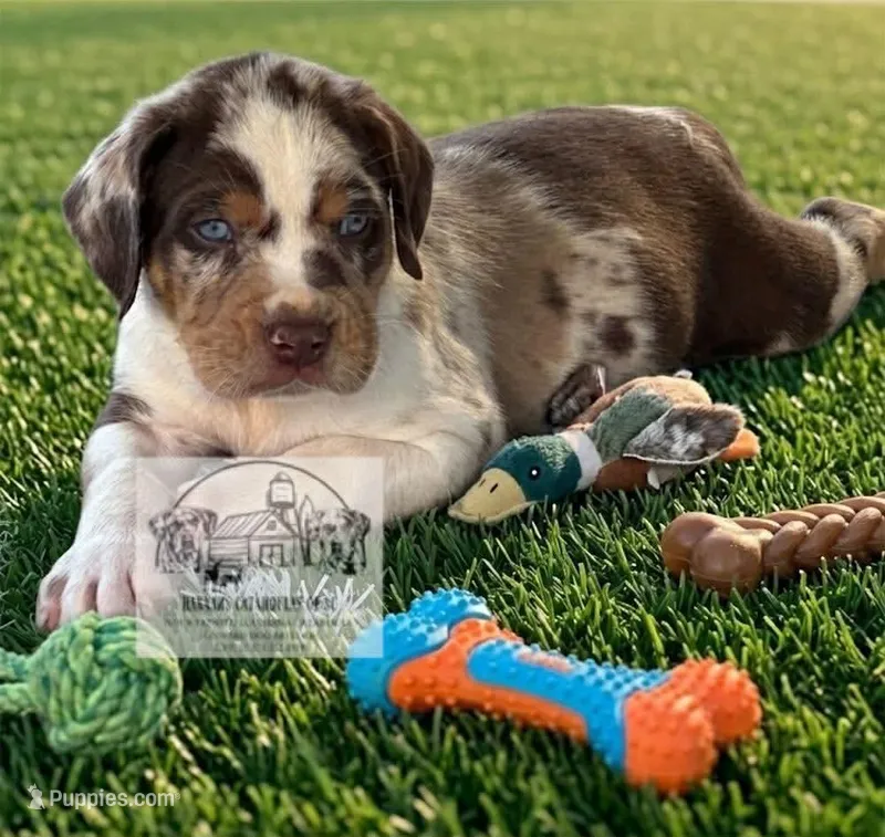 Grey Collar Male – Catahoula Leopard Dog puppy for sale in Orangeburg, SC