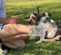 Grey Collar Male, a male Catahoula Leopard Dog for sale in Orangeburg, SC – Photo 6 of 6