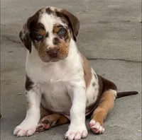 Grey Collar Male, a male Catahoula Leopard Dog for sale in Orangeburg, SC – Photo 4 of 6