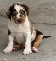 Grey Collar Male, a male Catahoula Leopard Dog for sale in Orangeburg, SC – Photo 5 of 6
