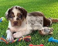 Grey Collar Male, a male Catahoula Leopard Dog for sale in Orangeburg, SC – Photo 2 of 6