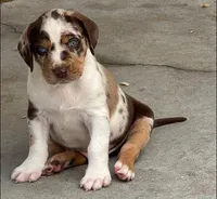Grey Collar Male, a male Catahoula Leopard Dog for sale in Orangeburg, SC – Photo 3 of 6
