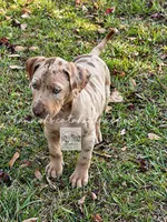 Red Collar Male , a male Catahoula Leopard Dog for sale in Orangeburg, SC – 5 of 6