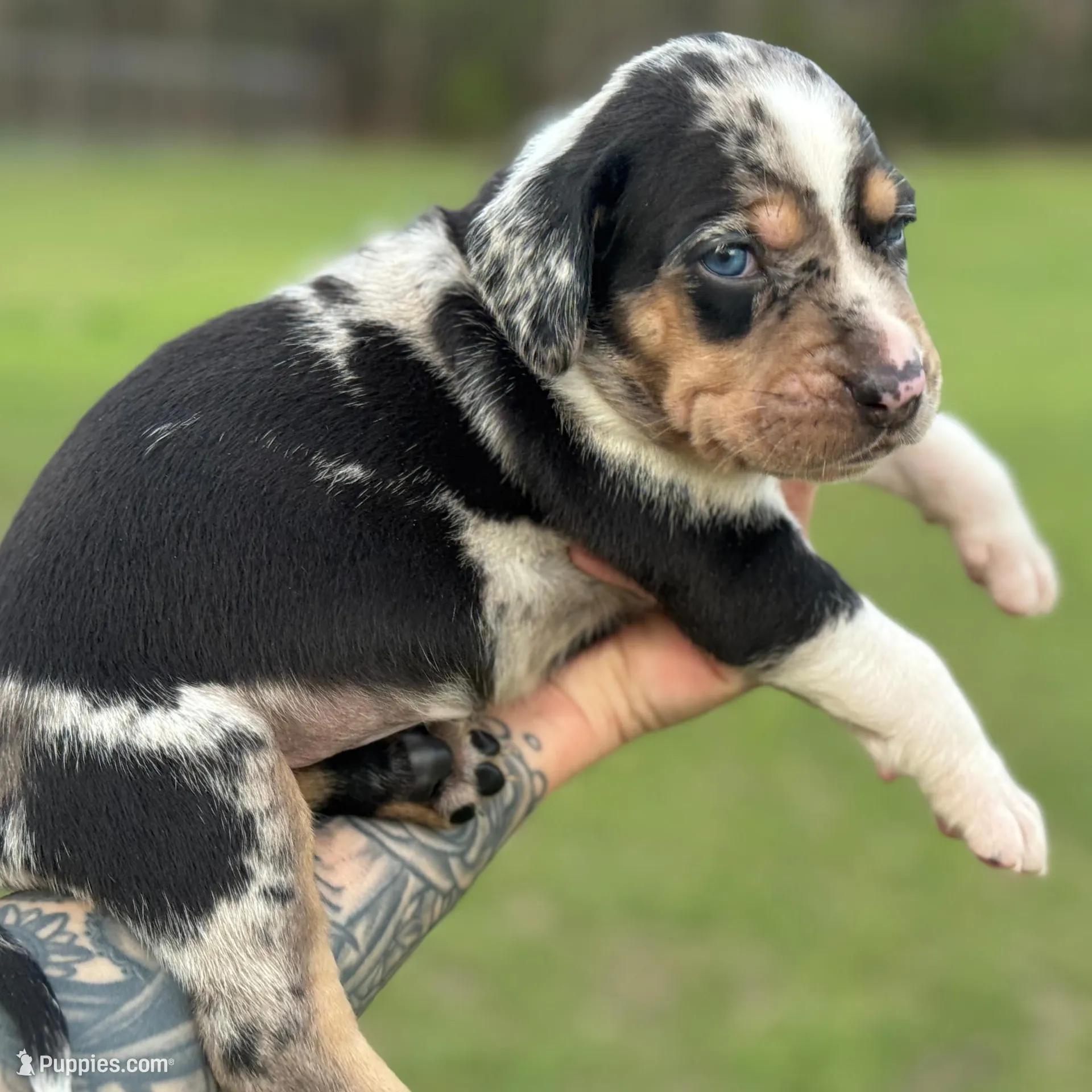 Brown Collar Male – Catahoula Leopard Dog puppy for sale in Orangeburg, SC