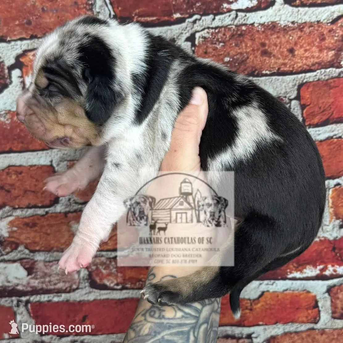 Brown Collar Male, a male Catahoula Leopard Dog for sale in Orangeburg, SC – Photo 5 of 6