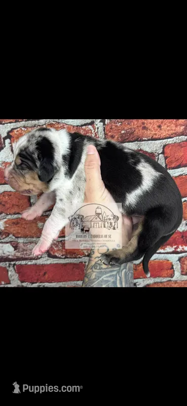 Brown Collar Male, a male Catahoula Leopard Dog for sale in Orangeburg, SC – Photo 1 of 6