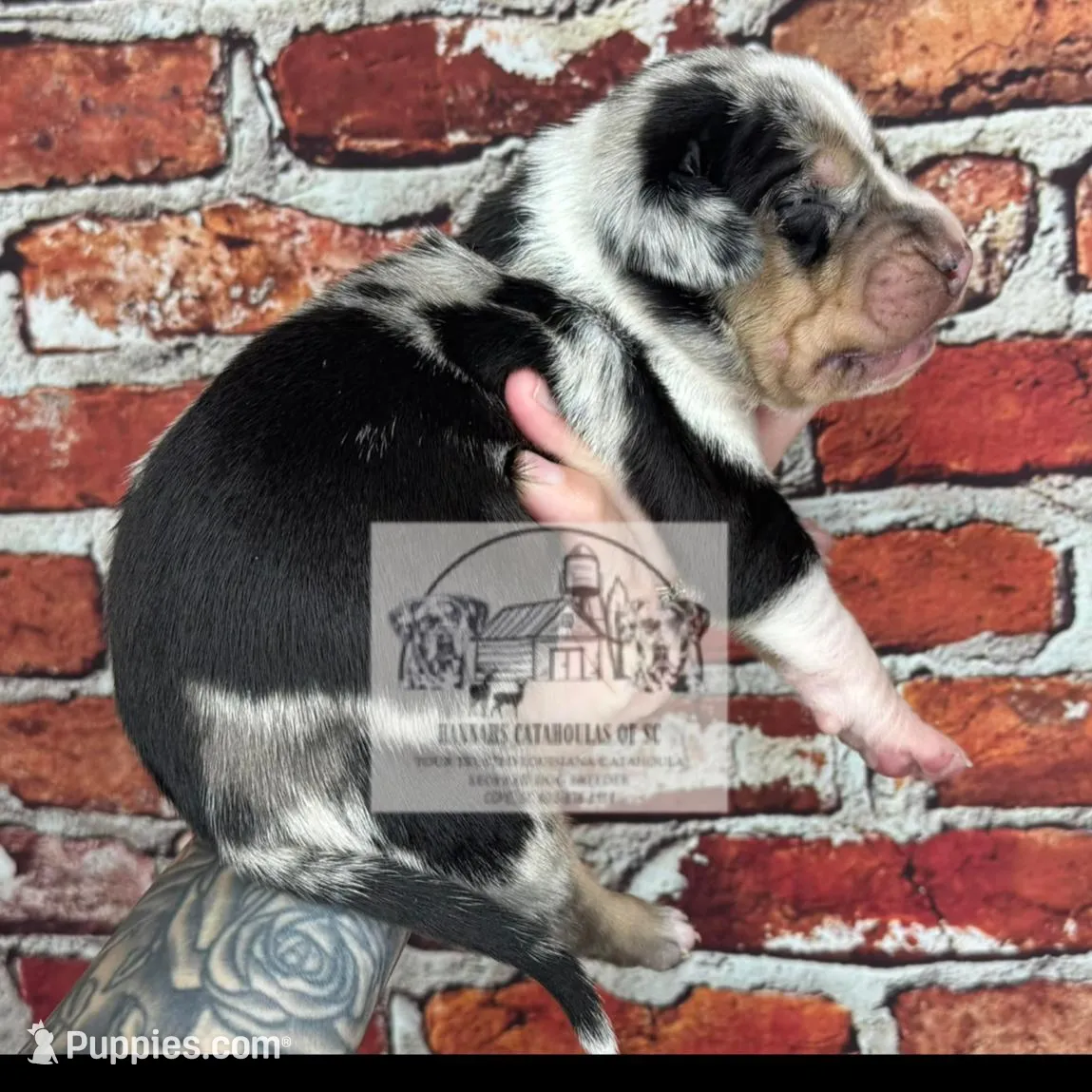 Brown Collar Male, a male Catahoula Leopard Dog for sale in Orangeburg, SC – Photo 4 of 6