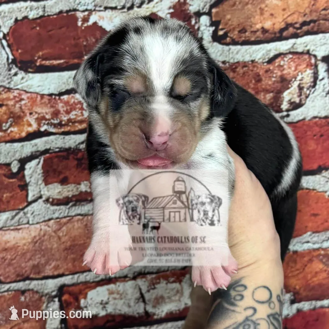 Brown Collar Male, a male Catahoula Leopard Dog for sale in Orangeburg, SC – Photo 6 of 6