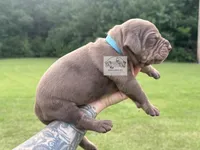 Blue Collar Male , a male Catahoula Leopard Dog for sale in Orangeburg, SC – 7 of 10
