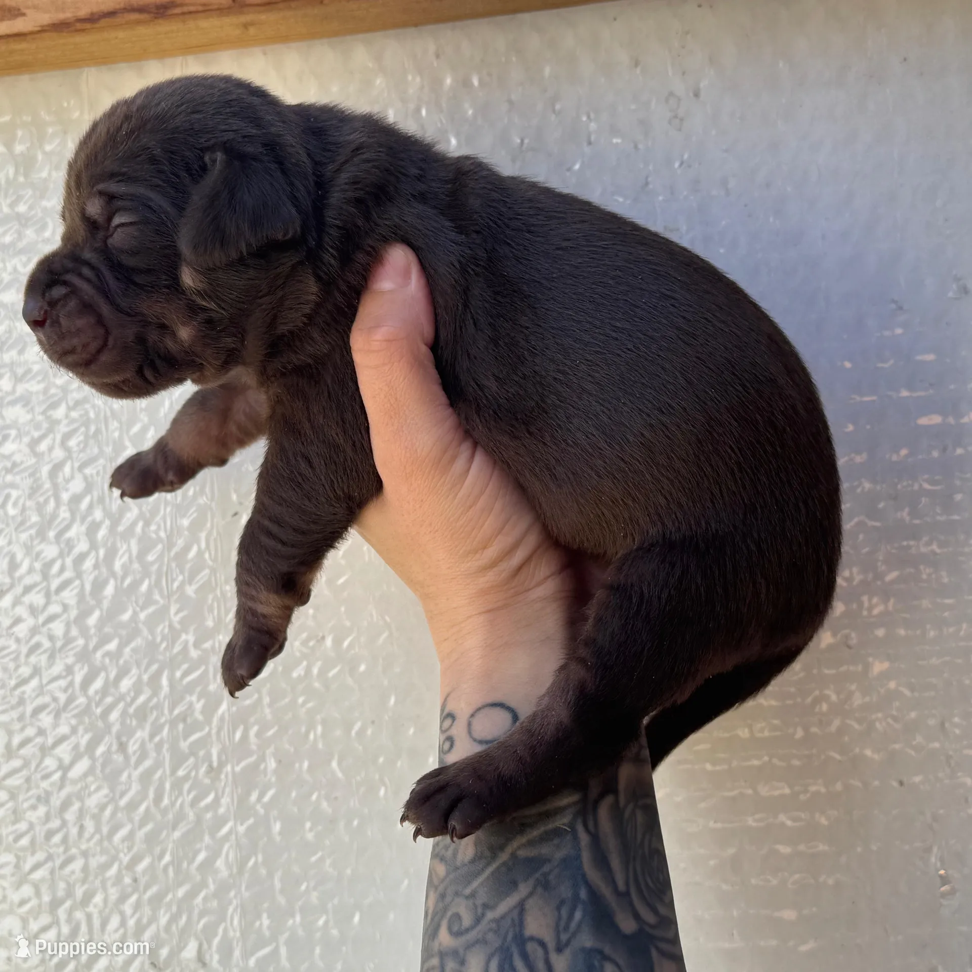 Solid Red Male , a male Catahoula Leopard Dog for sale in Orangeburg, SC – Photo 8 of 9