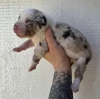 Male 2 , a male Catahoula Leopard Dog for sale in Orangeburg, SC – Photo 2 of 5