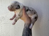 Male 2 , a male Catahoula Leopard Dog for sale in Orangeburg, SC – Photo 5 of 5