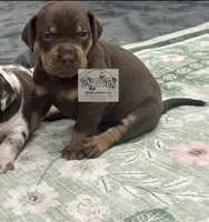 Pink Collar Girl, a female Catahoula Leopard Dog for sale in Orangeburg, SC – 2 of 9