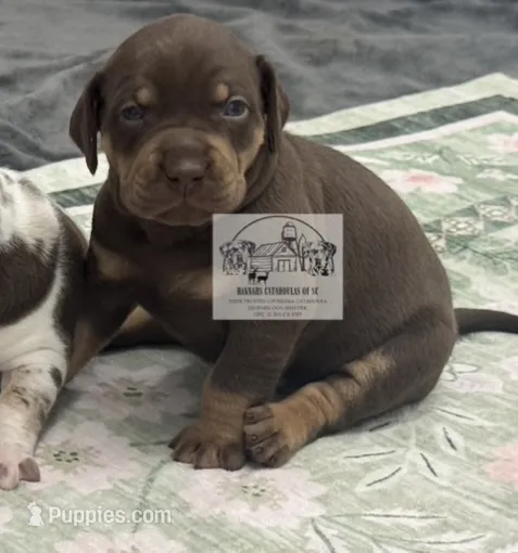 Pink Collar Girl – Catahoula Leopard Dog puppy for sale in Orangeburg, SC