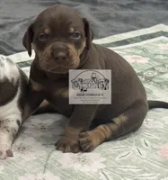 Pink Collar Girl, a female Catahoula Leopard Dog for sale in Orangeburg, SC – 1 of 9