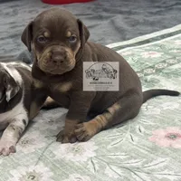 Pink Collar Girl, a female Catahoula Leopard Dog for sale in Orangeburg, SC – 3 of 9