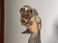 Purple Collar Female, a female Catahoula Leopard Dog for sale in Orangeburg, SC – Photo 2 of 4