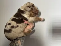 Purple Collar Female, a female Catahoula Leopard Dog for sale in Orangeburg, SC – Photo 3 of 4