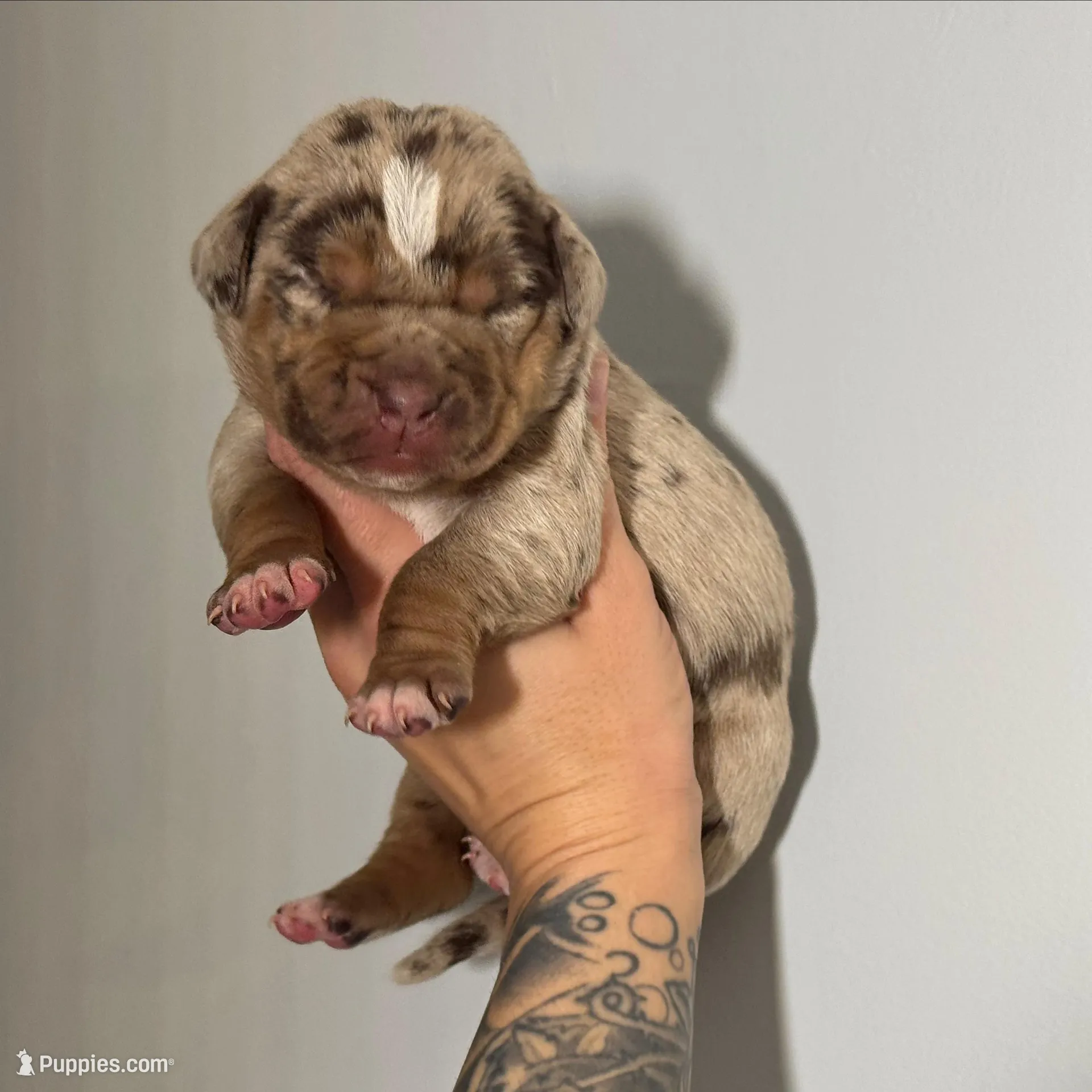 Purple Collar Female