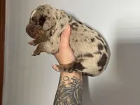 Purple Collar Female, a female Catahoula Leopard Dog for sale in Orangeburg, SC – Photo 4 of 4