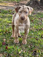 Red Collar Male , a male Catahoula Leopard Dog for sale in Orangeburg, SC – 3 of 6