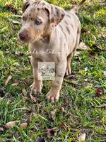 Red Collar Male , a male Catahoula Leopard Dog for sale in Orangeburg, SC – 6 of 6
