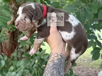 Red Collar Male, a male Catahoula Leopard Dog for sale in Orangeburg, SC – 9 of 10