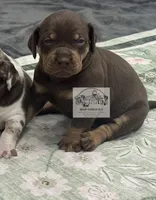 Pink Collar Girl, a female Catahoula Leopard Dog for sale in Orangeburg, SC – 5 of 9