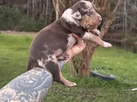 Green Collar Male , a male Catahoula Leopard Dog for sale in Orangeburg, SC – Photo 4 of 4