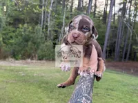 Green Collar Male , a male Catahoula Leopard Dog for sale in Orangeburg, SC – Photo 1 of 4