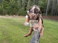 Green Collar Male , a male Catahoula Leopard Dog for sale in Orangeburg, SC – Photo 4 of 4