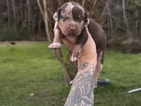 Green Collar Male , a male Catahoula Leopard Dog for sale in Orangeburg, SC – Photo 2 of 4