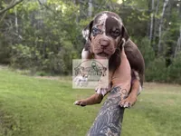 Green Collar Male , a male Catahoula Leopard Dog for sale in Orangeburg, SC – Photo 2 of 4