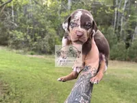 Green Collar Male , a male Catahoula Leopard Dog for sale in Orangeburg, SC – Photo 3 of 4