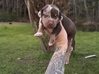 Green Collar Male , a male Catahoula Leopard Dog for sale in Orangeburg, SC – Photo 3 of 4