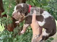 Red Collar Male, a male Catahoula Leopard Dog for sale in Orangeburg, SC – 3 of 10