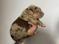 Pink Collar Female, a female Catahoula Leopard Dog for sale in Orangeburg, SC – Photo 3 of 4