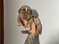 Pink Collar Female, a female Catahoula Leopard Dog for sale in Orangeburg, SC – Photo 1 of 4