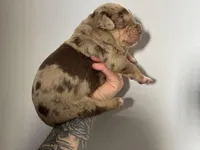 Pink Collar Female, a female Catahoula Leopard Dog for sale in Orangeburg, SC – Photo 4 of 4