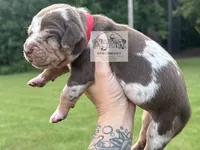 Red Collar Male, a male Catahoula Leopard Dog for sale in Orangeburg, SC – 1 of 10