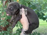 Lavender Collar Female, a female Catahoula Leopard Dog for sale in Orangeburg, SC – 5 of 9