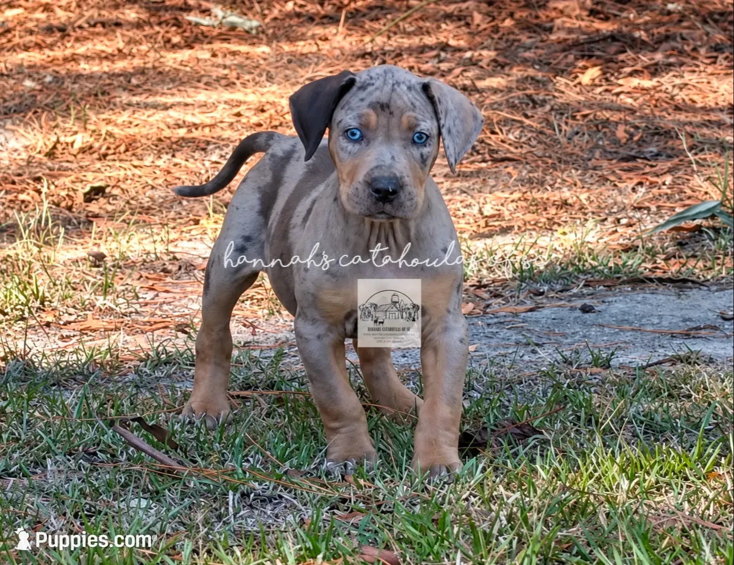 Blue Collar Male, a male Catahoula Leopard Dog for sale in Orangeburg, SC – 4 of 4
