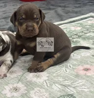 Pink Collar Girl, a female Catahoula Leopard Dog for sale in Orangeburg, SC – 4 of 9
